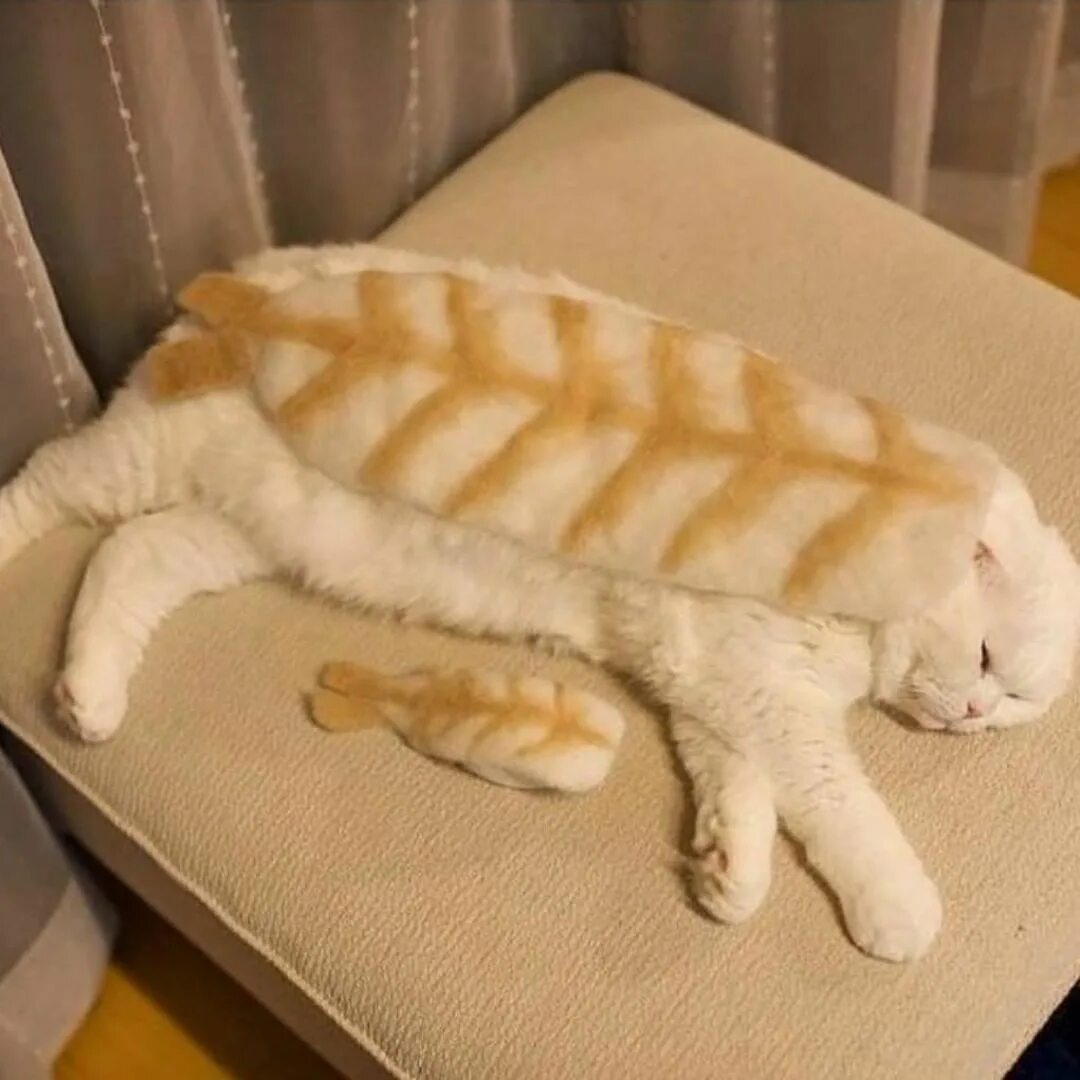 Now only cats will follow me
