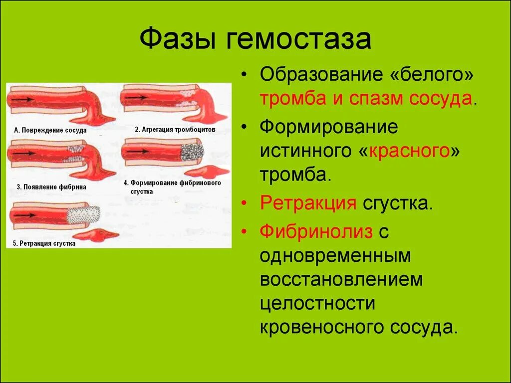 Разрыв кровеносного сосуда. Стадии коагуляционного гемостаза. Основные этапы гемостаза. Фазы вторичного гемостаза. Этапы первичного гемостаза.