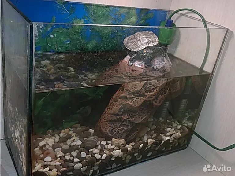 Декорации для аквариума с черепахами. А террариум д/водных черепах с подсветкой 20л. Грунт для красноухой. Акватеррариум для красноухой черепахи. Грунт для красноухой.