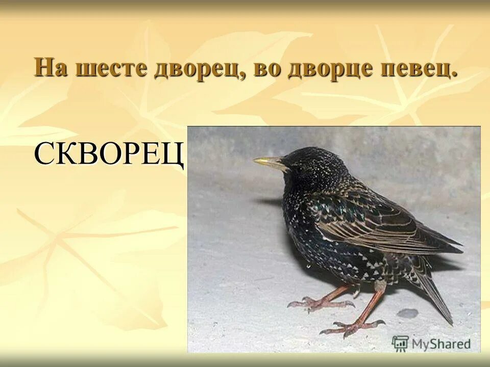 На шесте дворец во дворце певец а зовут его ответ. На шесте дворец во дворце певец а зовут его скворец. На шесте дворец во дворце певец а зовут его. А зовут его скворец на шесте дворец. На шесте дворец во дворце певец а зовут.
