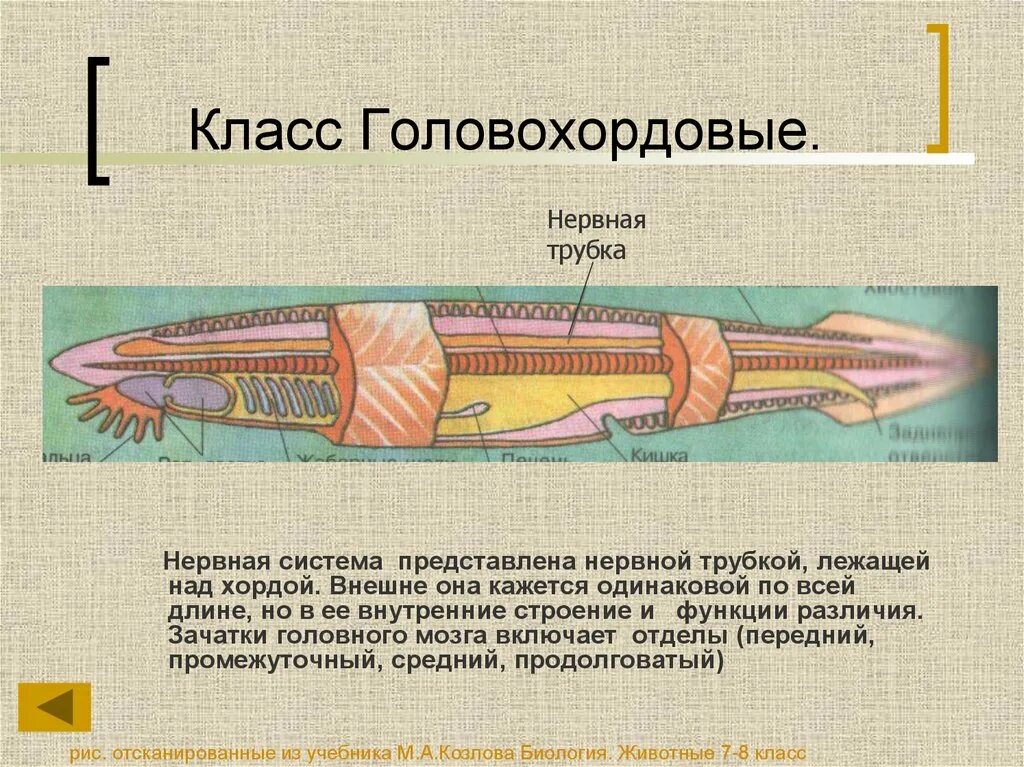 Трубчатую нервную систему имеет
