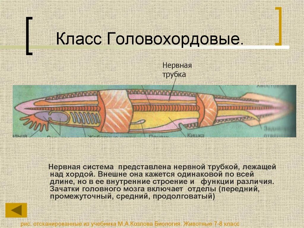 Строение трубочек. Головохордовые ланцетник. Класс Головохордовые нервная система. Головохордовые строение. Головохордовые органы чувств.