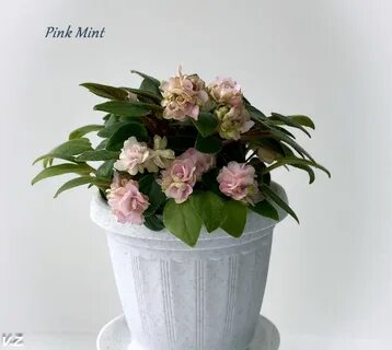 Pink mint