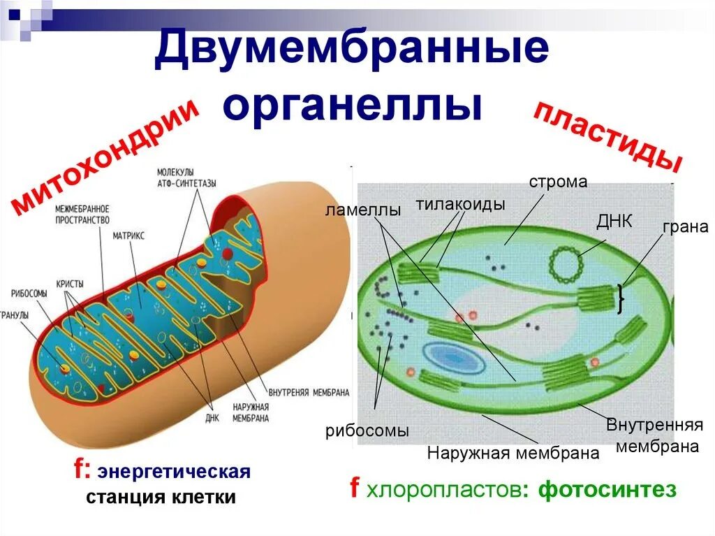 Лизосомы двумембранные. Строение двумембранных органелл митохондрии пластиды. "Строение клетки эукариот. Органоиды".. Лейкопласты двумембранные органоиды. Двумембранные органоиды структура.