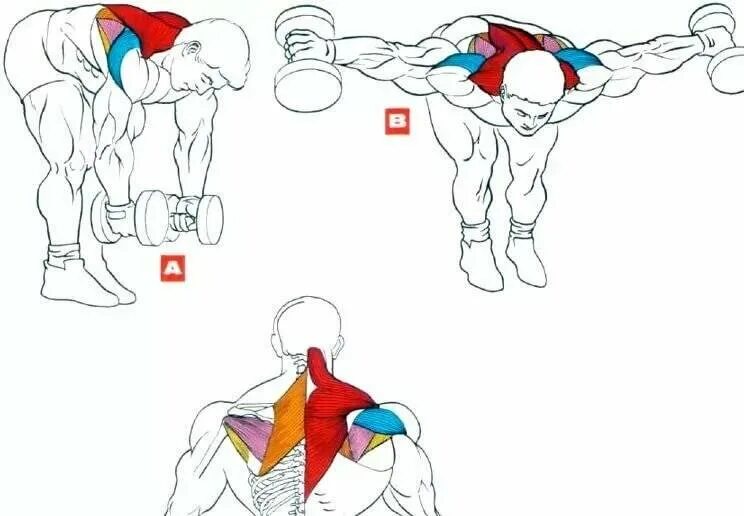 Как накачать спину в зале. Прокачка широчайших мышц спины. Упражнения для накачивания мышц спины. Широчайшая мышца спины упражнения гантели. Упражнения на спину с гантелями.