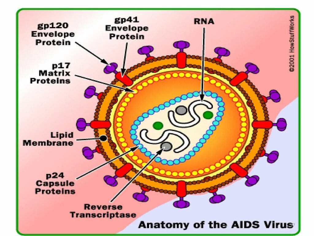 Строение вируса лейкоза КРС. Ретровирусы строение вириона. Ретровирус ВИЧ. Схема строения вируса лейкоза.