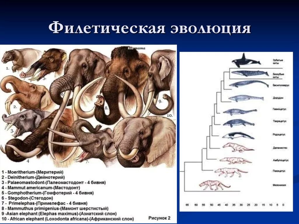 Филетическая Эволюция схема. Филетическая Эволюция хоботных. Эволюционные изменения. Закономерности эволюции дивергенция.