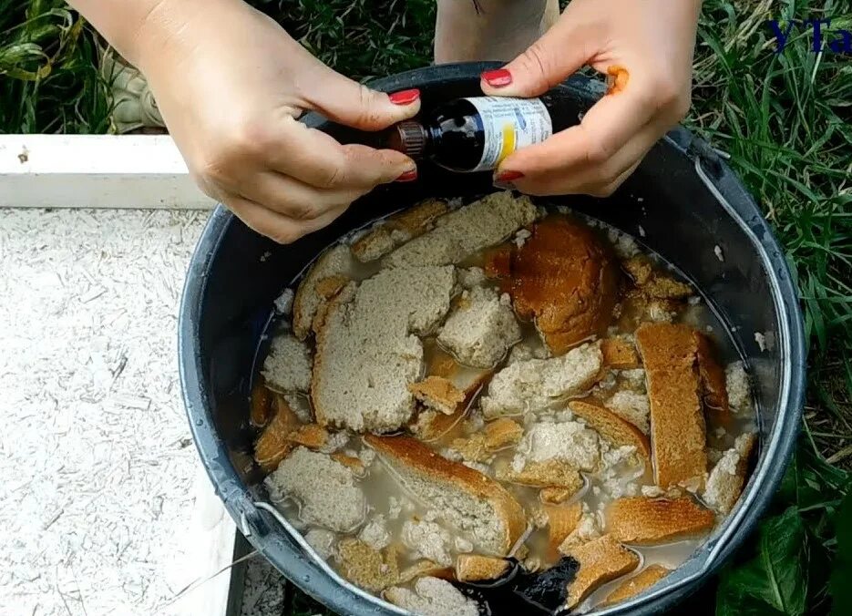 Хлебная подкормка. Настой хлеба для подкормки. хлебная подкормка для огурцов. удобрение из хлеба для растений. подкормка огурцов хлебные корки.