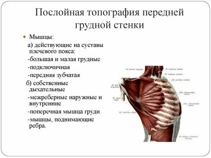 Слои грудины