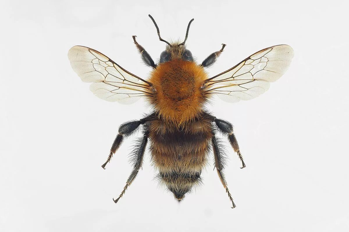 Brown banded. Bombus humilis. Шмель скромный Bombus Modestus Eversmann, 1852. Шмель Шренка – Bombus schrencki. Bombus dahlbomii.