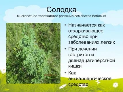Лекарственные растения бобовых