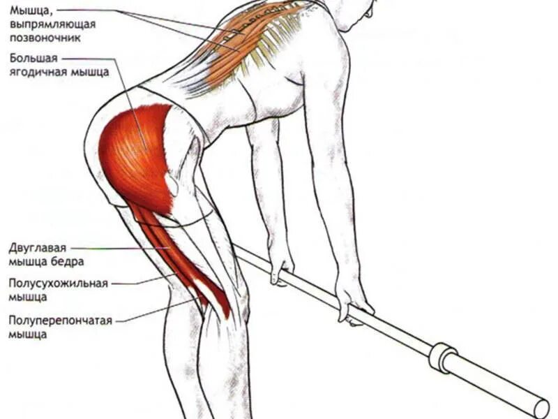 Тяга мышц. Румынская тяга мышцы задействованы. Румынская становая тяга мышцы. Мышцы задействованные при румынской тяге. Румынская тяга с бодибаром техника.