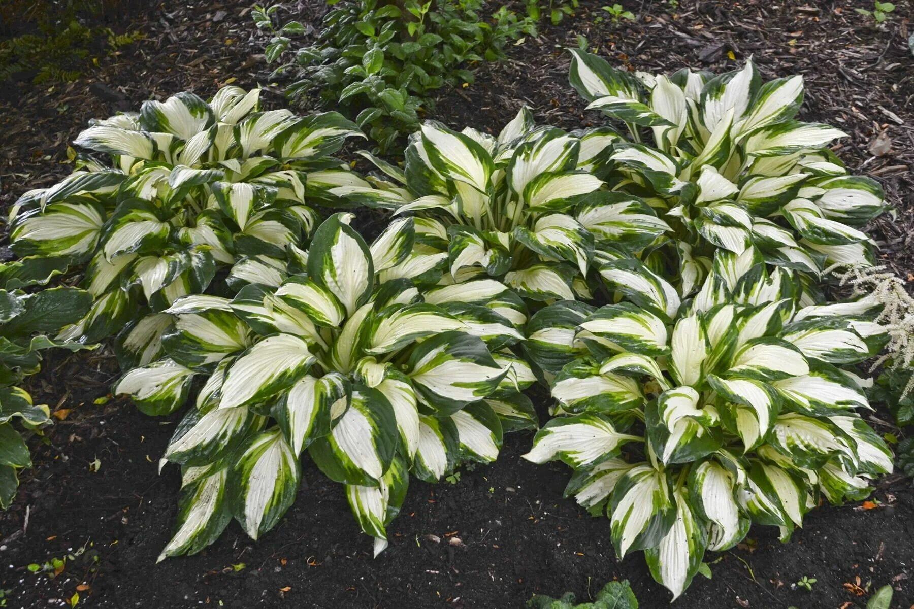 Хоста гибридная колор фестиваль. Хост вулкан. Хоста вулкано айленд. Хоста стейнд гласс. Хоста вулкано айленд.