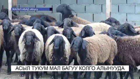 Мал мала им