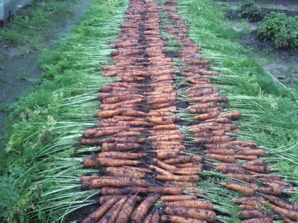 Какую почву любит морковь. Посев моркови. Проредить морковь. Посадка моркови. Сажаем морковь.