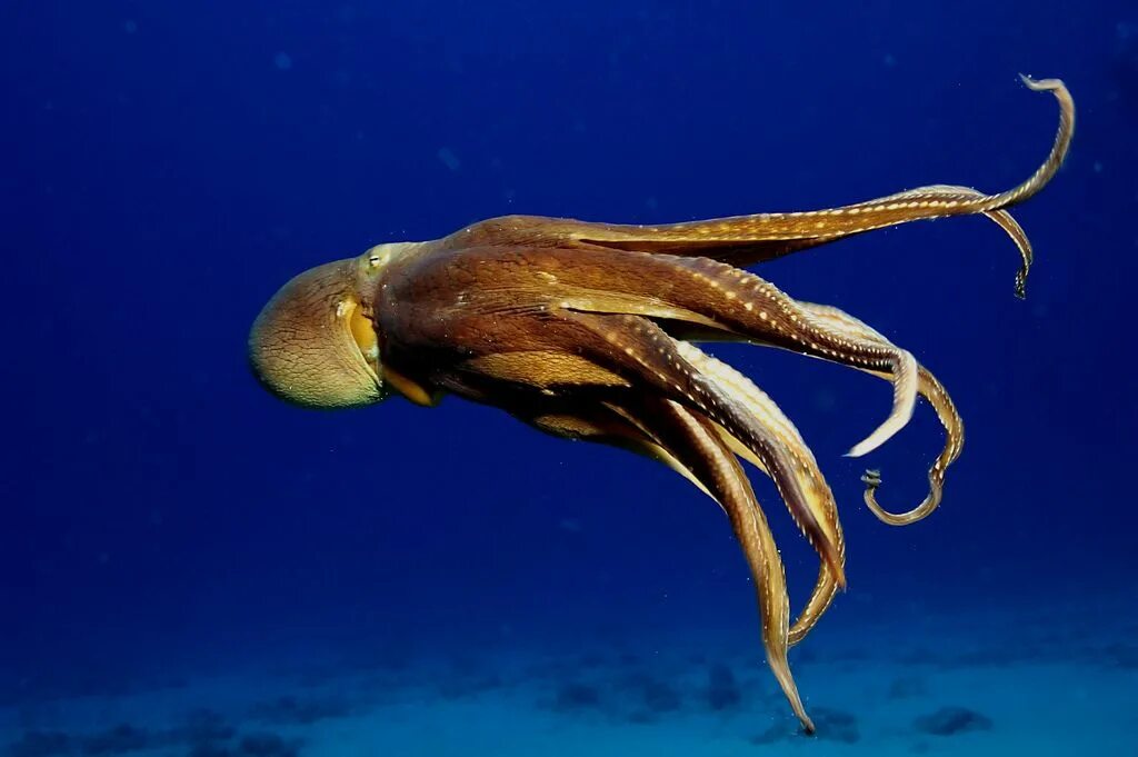 Головоногие голова. Синекольчатый осьминог. Песчаный осьминог Octopus conispadiceus (Sasaki). Атлантический карликовый осьминог Пигмей. Октопус вулгарус.