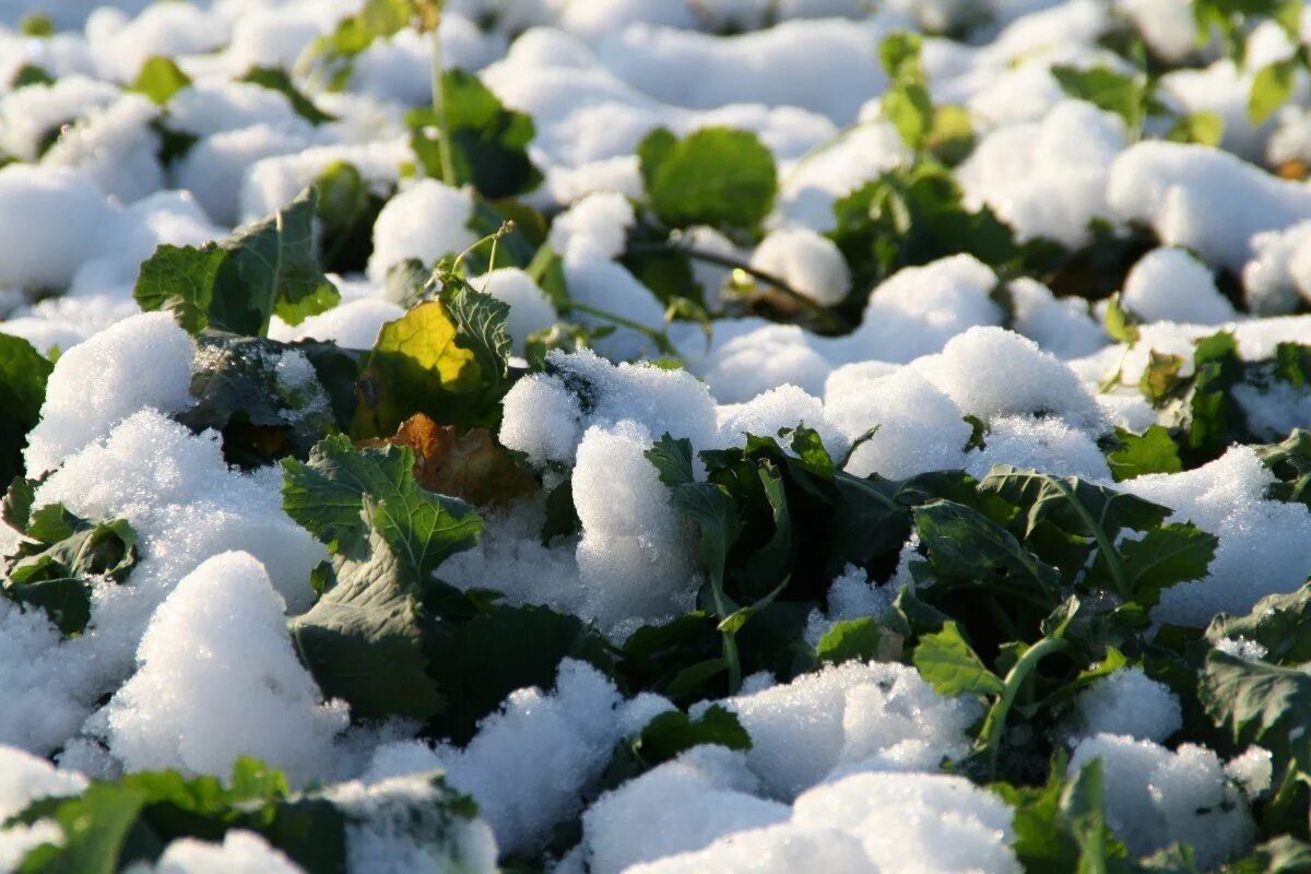 Под снегом есть воздух. Растения зимой. Растения под снегом. Растения под сугробом. Растения под снегом зимой.