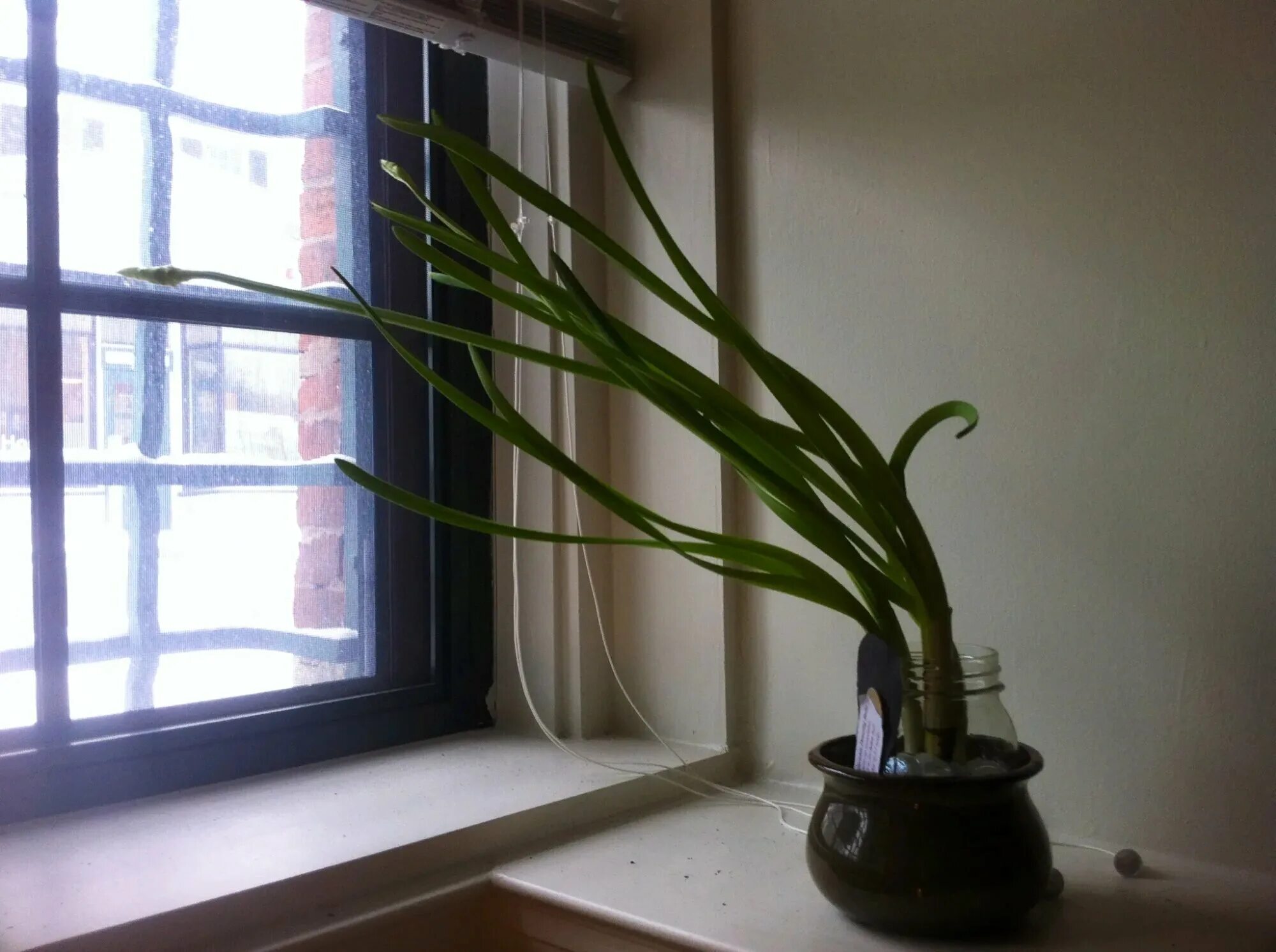 комнатные растения на подоконнике. цветок в горшке на окне. изображено растение которое поставили на подоконник. рассада на подоконнике юмор. изображено растение которое поставили на подоконник.