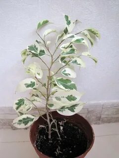 Фикус с белыми листьями