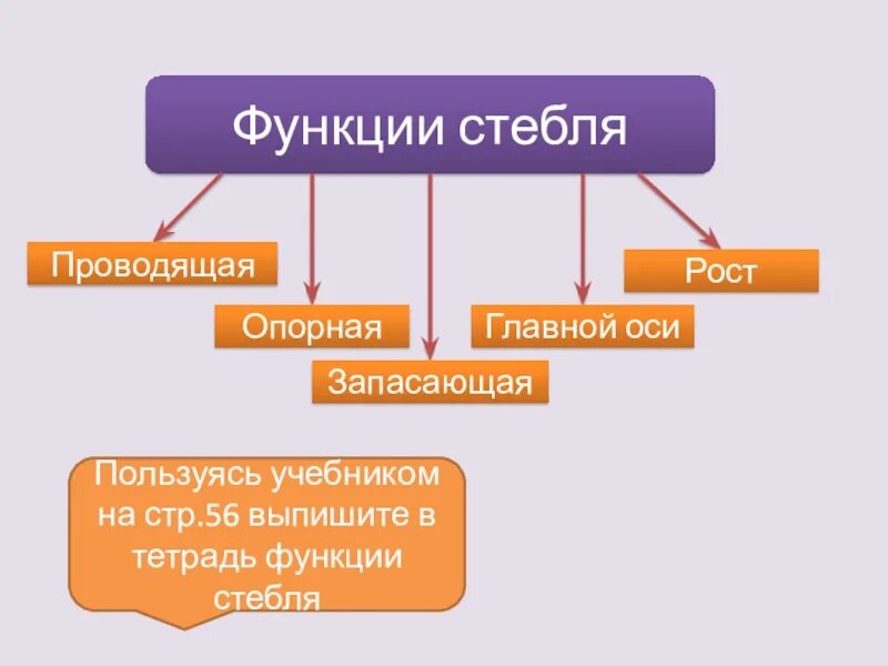 Стебель функции. Основные функции стебля. Схема функции стебля. Перечислите функции стебля. Основная функция стебля.