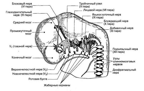 Черепные нервные узлы. Ядра 12 пар черепных нервов анатомия. Тройничный нерв внутри черепа. Жаберные дуги и Черепные нервы анатомия. Эмбриональное развитие черепных нервов.