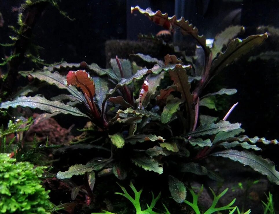аквариумные растения буцефаландры. Bucephalandra brownie phoenix. буцефаландра red mini. "red mini". Theia.