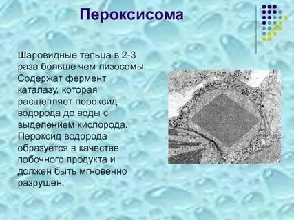 Все живые организмы содержат каталазу