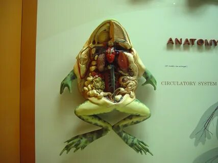 Препарировать лягушку