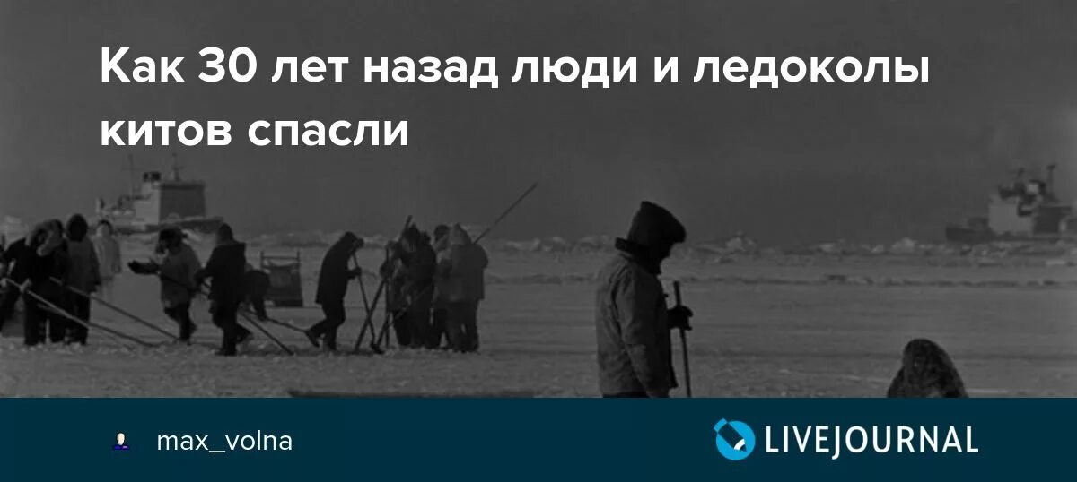 Спасение китов на аляске 1988. Спасение китов на аляске 1988. Все любят китов. История как русский ледокол спас китов. Операция прорыв спасение китов.