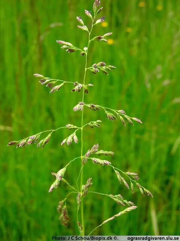 Трава мятлик луговой. Мятлик Луговой (POA pratensis). Мятлик Луговой (POA praténsis). Мятлик Луговой (poupratensis). Мятлик Луговой (POA pratensis l.).