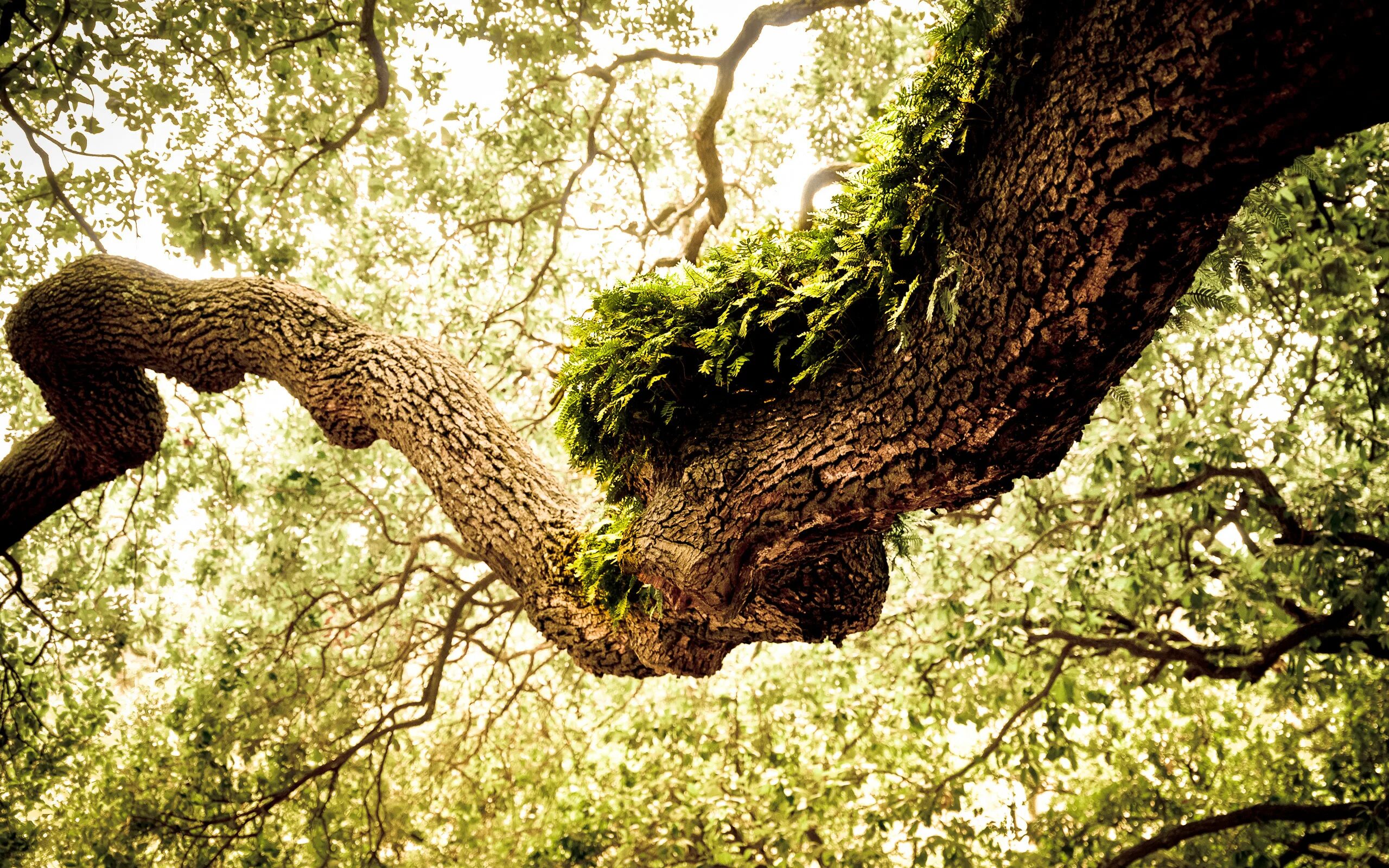 Open tree