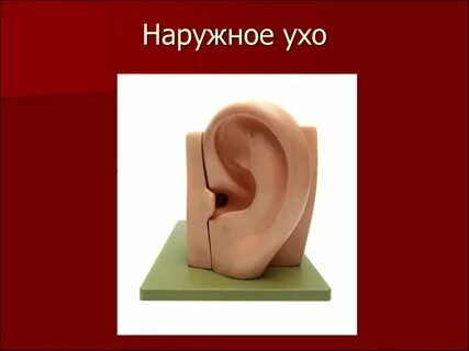 Ухо снаружи