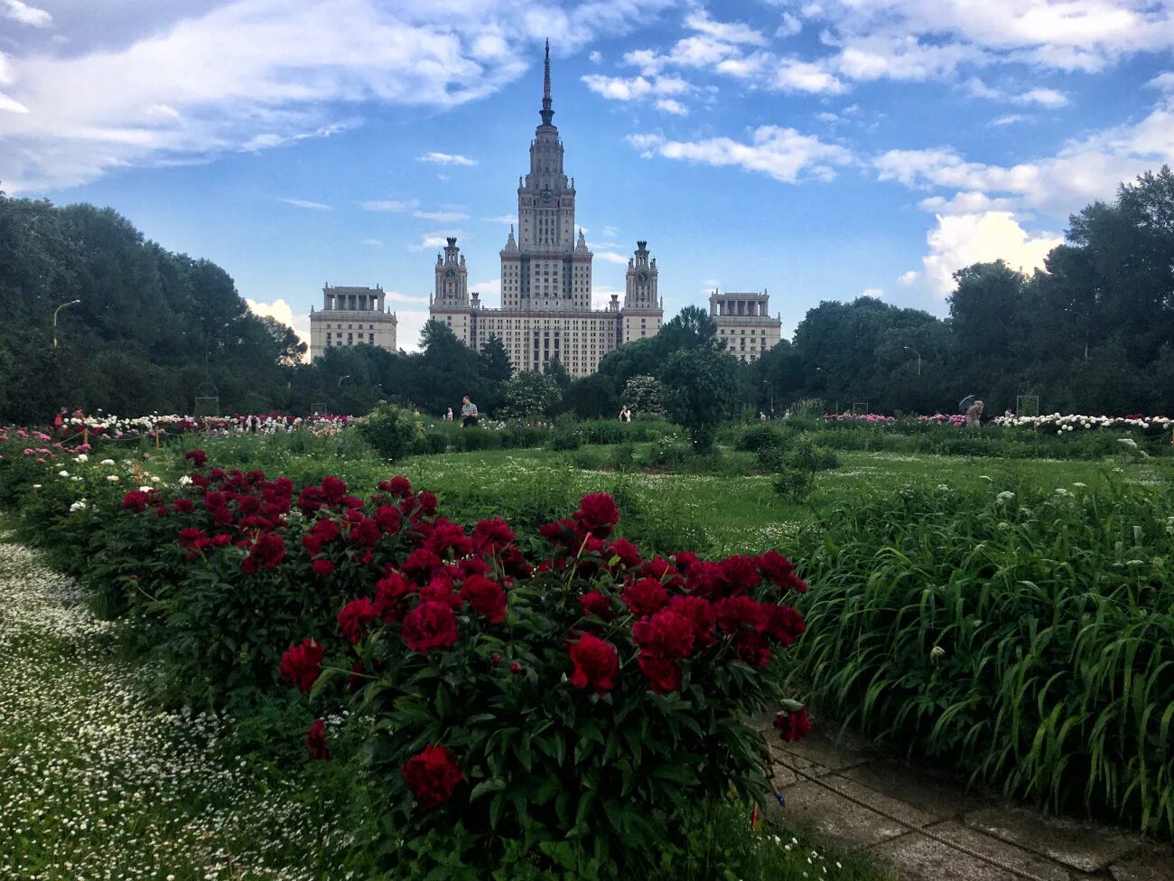 Сад мгу на воробьевых. Пионы ботсад МГУ. Ботсад МГУ Москва. Ботанический сад МГУ Воробьевы горы. Пионы в саду МГУ.