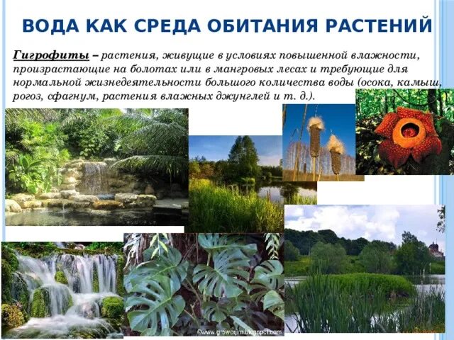 Водная среда обитатели растения. Гигрофиты среда обитания. Растения водной среды обитания. Растительность в водной среде обитания. Растения обитающие в водной среде.