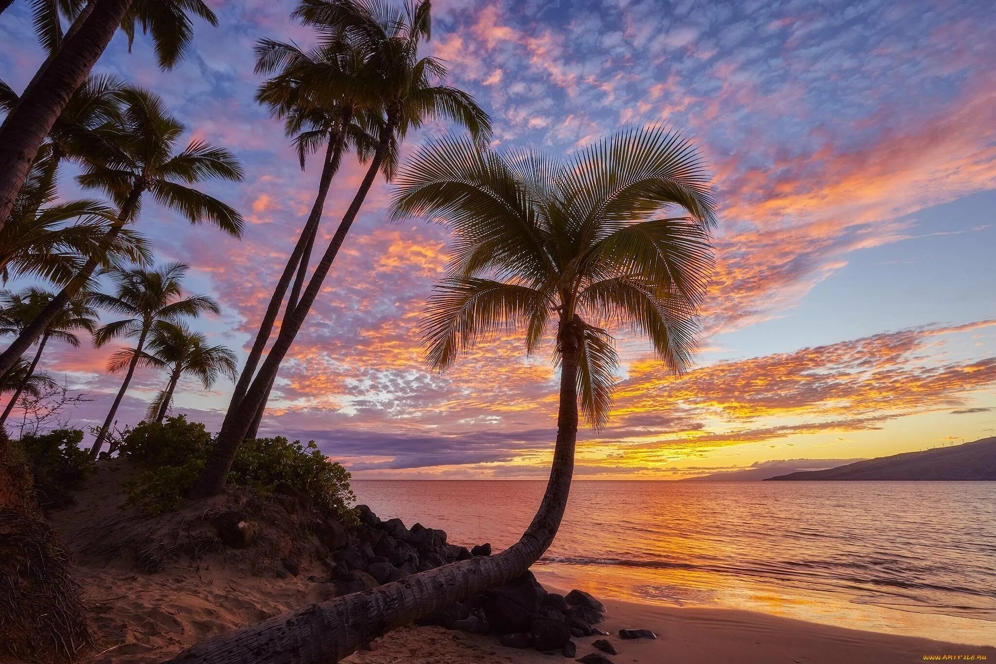 Сансет Бич Гавайи. Пляж с пальмами. Пальмы пляж закат. Пейзаж с пальмами.