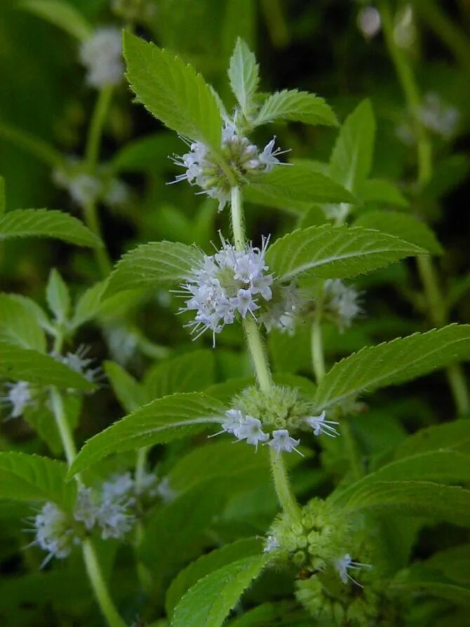 Мята душистая вариегата. Мята в цвету. Мята в цвету. Мята колосистая цветение. Мята перечная цветок.