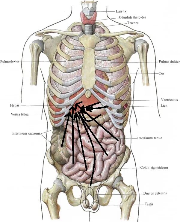 Вид внутренних органов. Структура внутренних органов человека спереди. Строение внутренних органов сбоку. Строение человека сзади внутренние органы. Строение внутренних органов мужчины спереди.