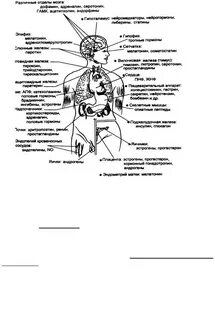 Конспект по биологии эндокринная система