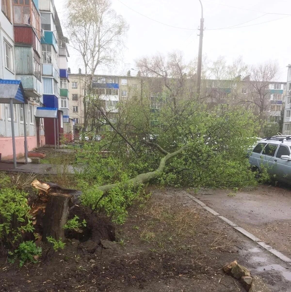 Саратов 14 апреля. Ураган в Саратове. Упавшее дерево. Поваленное дерево. Дерево упало на улице Ташкентской.