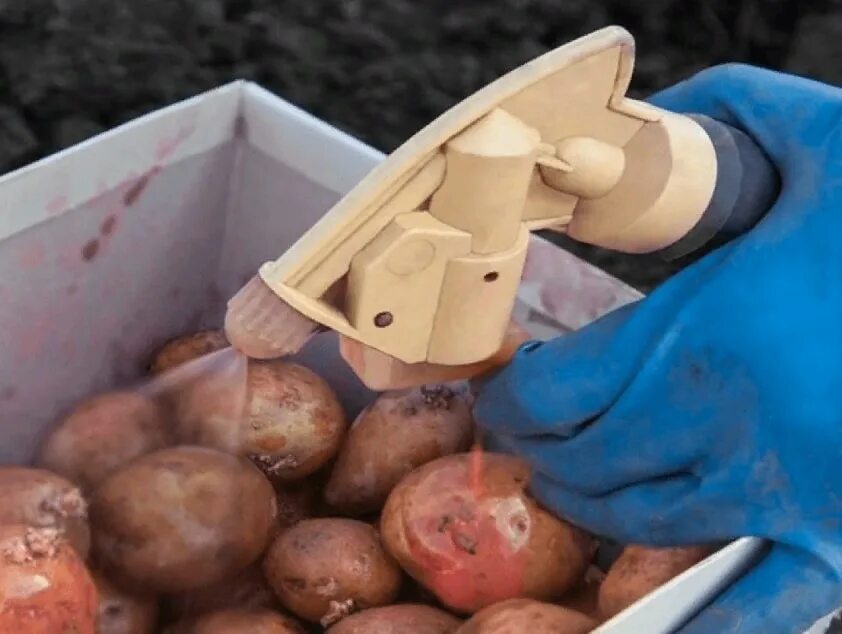 Чем обработать клубни картофеля перед. Протравливание картофеля. Обработка клубней картофеля. Обработка семенного картофеля. Протравливание картофеля перед посадкой.