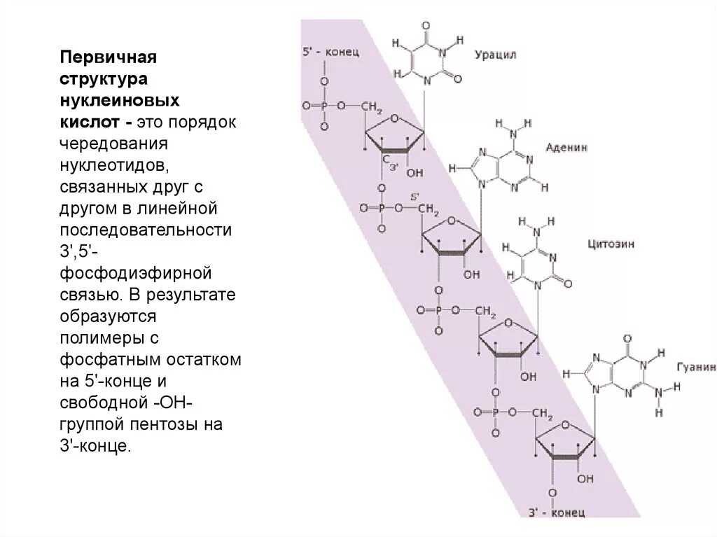 Связи в нуклеиновых кислотах. Строение нуклеиновых кислот первичная структура. Первичная и вторичная структура нуклеиновых кислот. Первичная и вторичная структура нуклеиновых кислот ДНК И РНК. Структура нуклеиновых кислот первичная структура.