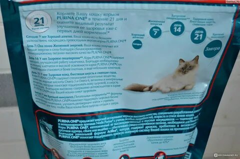 Корма для кошек операция