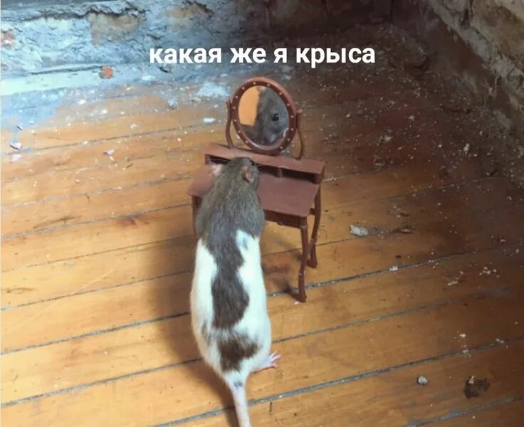 Что означает ты крыса. Я крыса. да я крыса. прикольные крысы. ты крыса да я.