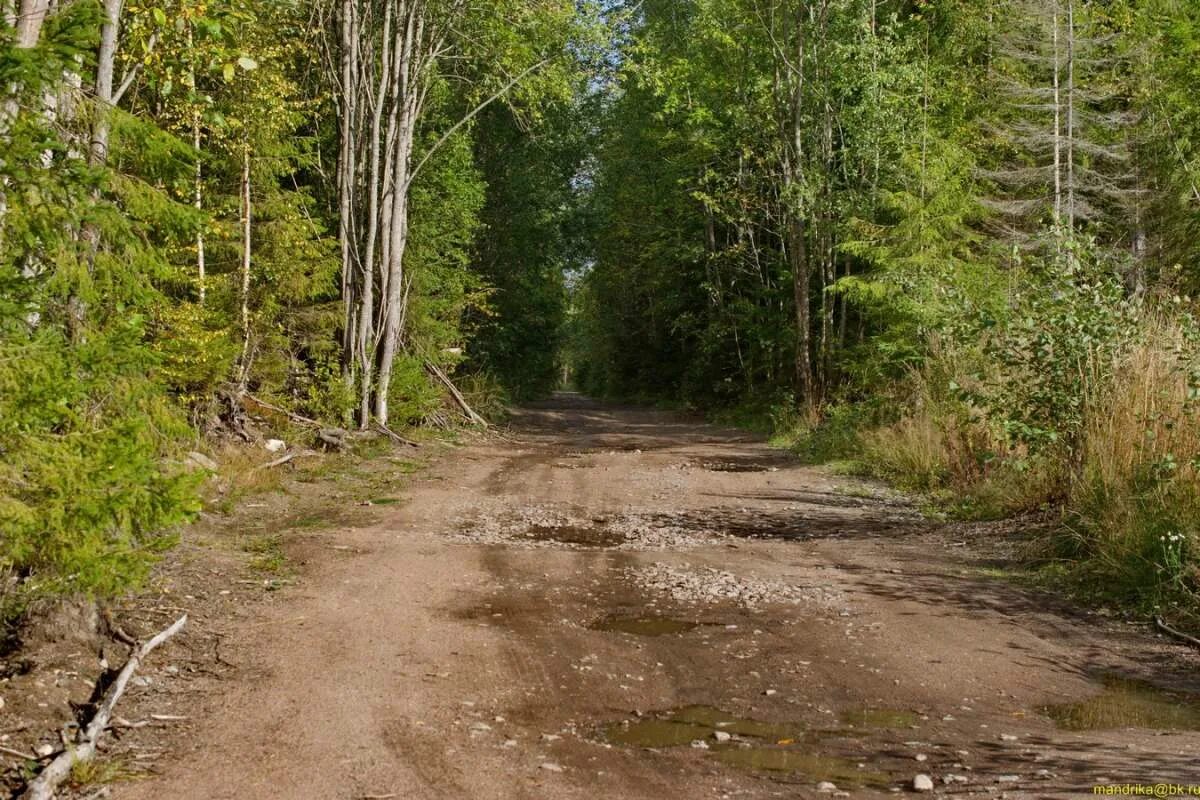 Использование лесных дорог. Лес карельского перешейка. старая лесная дорога. дороги карелии.
