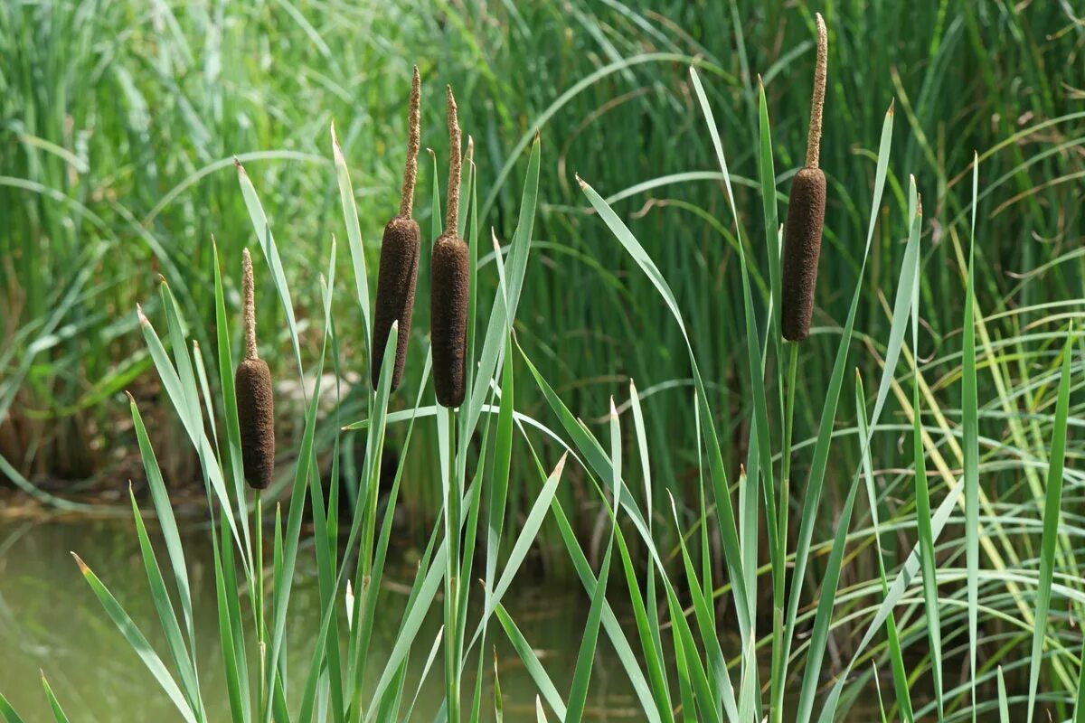 Камыш растение фото. Рогоз широколистный (Typha latifolia). Рогоз широколистный и камыш. Рогоз узколистный (Typha angustifolia). Рогоз болотный.