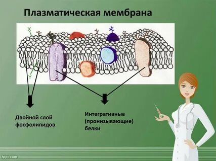 Двойная мембрана