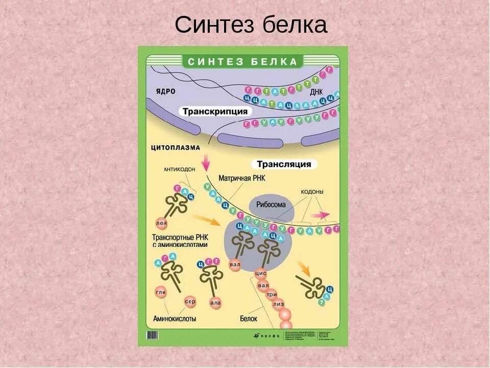 Направление синтеза белка. Схема биосинтеза белка в живой клетке. Схема биосинтеза белка объяснение. Процесс Синтез белка структура клетки.