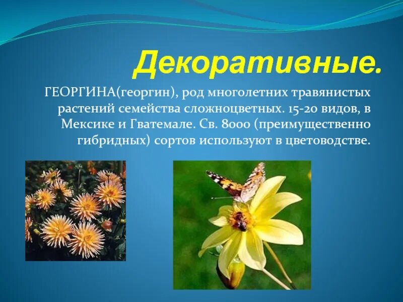Сообщение о декоративном растении