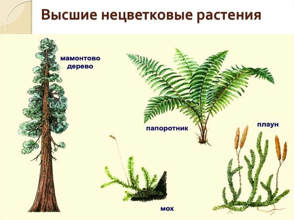 Высшие растения. Высшие и низшие растения. Высшие растения и низшие растения. Низшие растения.