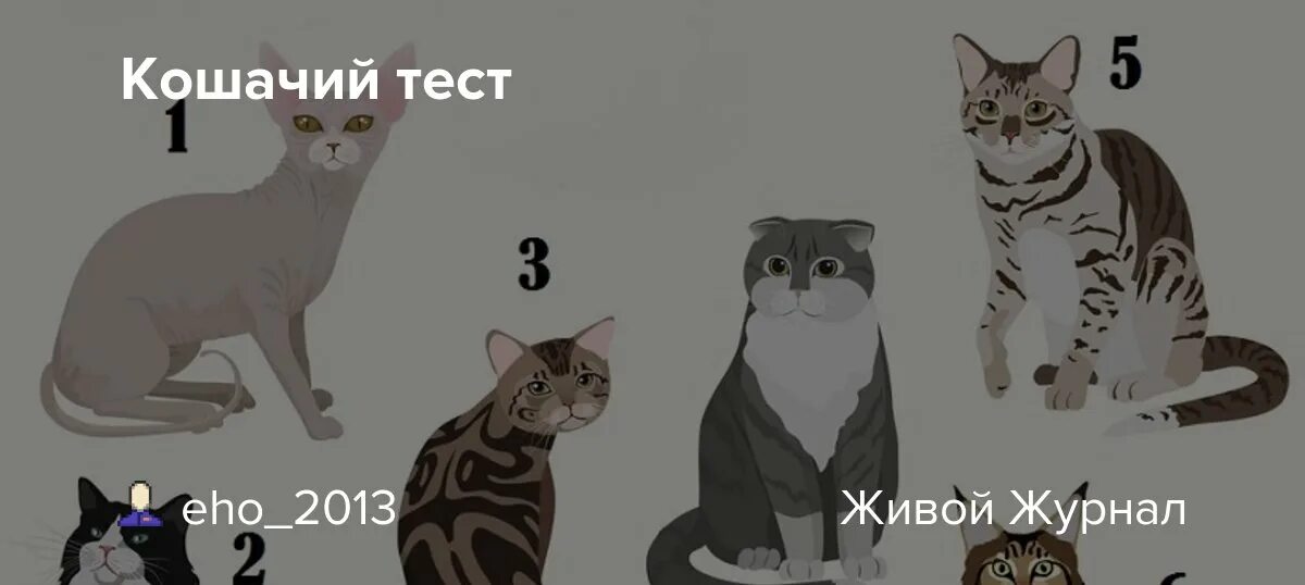 Решение тесты кот. Тест про кошек. кот или кошка тест. тест на кошатника. тест на подходящую кошку.